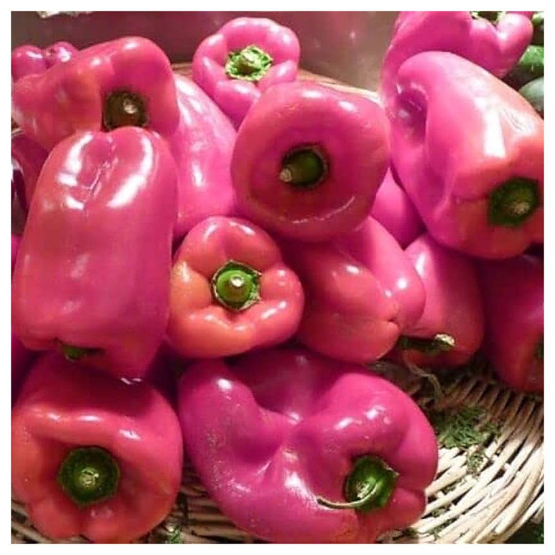 Pink Pepper Seeds for Planting – Heirloom, Non-GMO, High Germination Organic Garden Seeds for Spicy-Sweet Peppers | Neera Seeds product photo [neera-v4-cb90ad611eb90911041d]