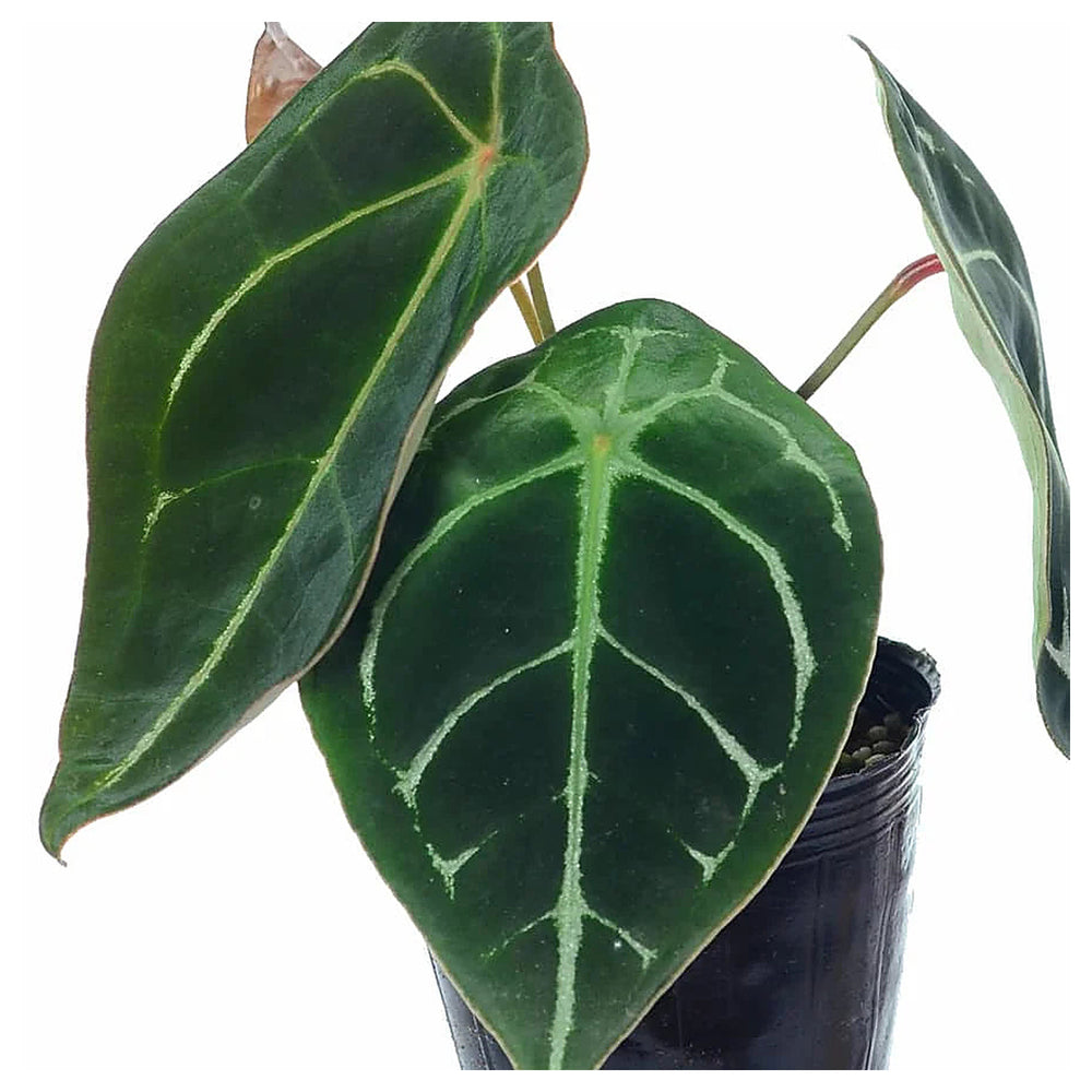 Anthurium forgetii Plant Seeds – Heirloom Non-GMO Organic Garden Seeds for Planting, High Germination Rate | Neera Seeds product photo [neera-v4-cb91af151729b8f90d17]
