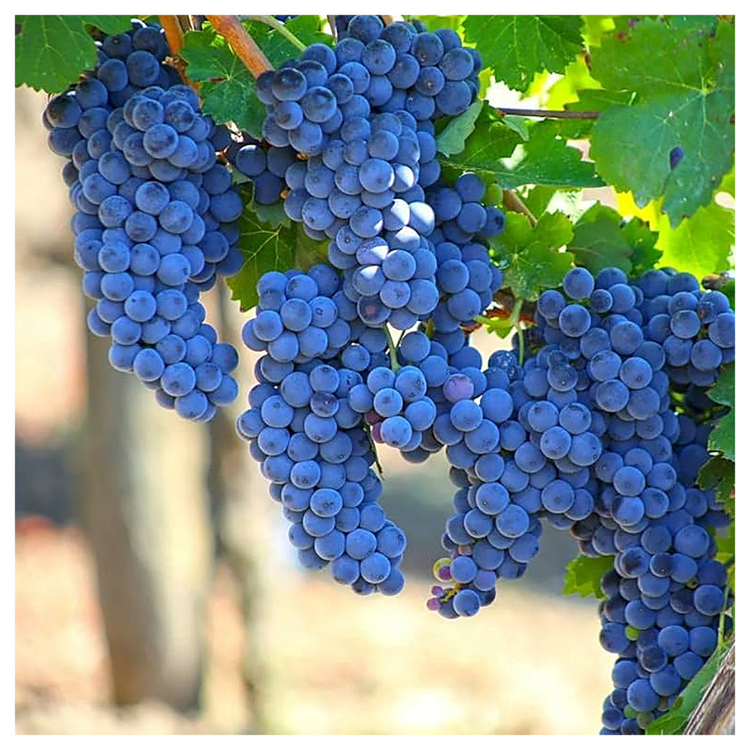 Grape Tree Seeds for Planting – Cultivate Your Own Vines, Heirloom & Non-GMO, High Germination Seeds | Neera Seeds product photo [neera-v4-cb99f86f69a468ea6829]