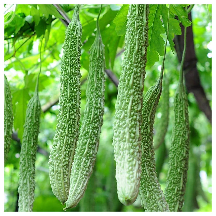 Indian Long Bitter Gourd Seeds for Planting – Heirloom, Non-GMO Vegetable Seeds for Organic Home Gardening | Neera Seeds product photo [neera-v4-cbac5b79886ad7a04e3b]