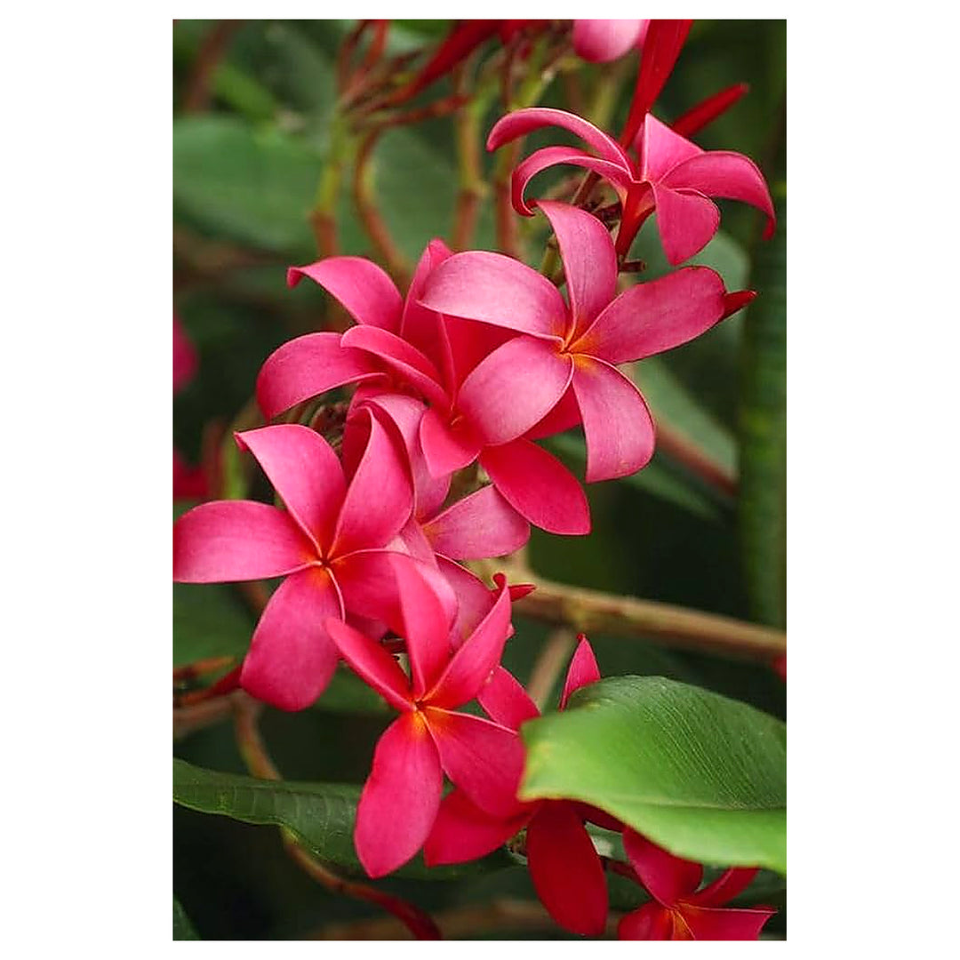 Plumeria Rubra For Planting In Tropical Garden Flower Seeds for Home Garden Planting, Ornamental | Neera Seeds product photo [neera-v4-cbadb60d95a60ea0c5c7]
