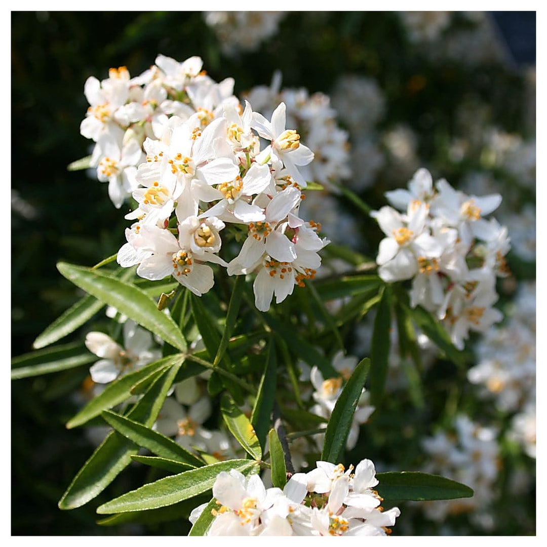 Aztec Pearl Flower Seeds – Heirloom Non-GMO, High Germination Fragrant Blooms for Elegant Garden Planting | Neera Seeds product photo [neera-v4-cbbf0007a213fba7333b]