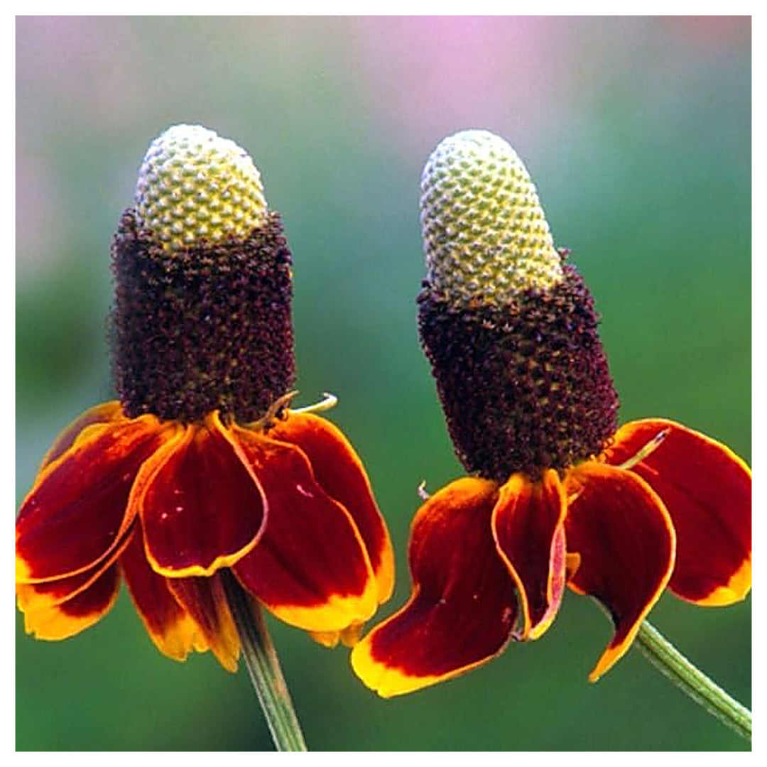 Mexican Hat Ratibida Columnifera Flower For Planting Native Wildflower For Pollinator Gardens | Neera Seeds product photo [neera-v4-cbdb76b2a3059a6d67f4]