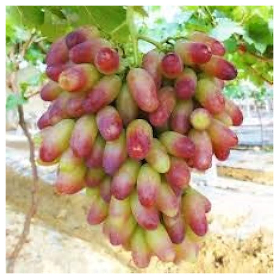 Green Red Grape Fruit Seeds for Planting – Sweet & Tangy Grapes for Backyard, Heirloom & Non-GMO Seeds | Neera Seeds product photo [neera-v4-cbe1b0f42778c707e490]