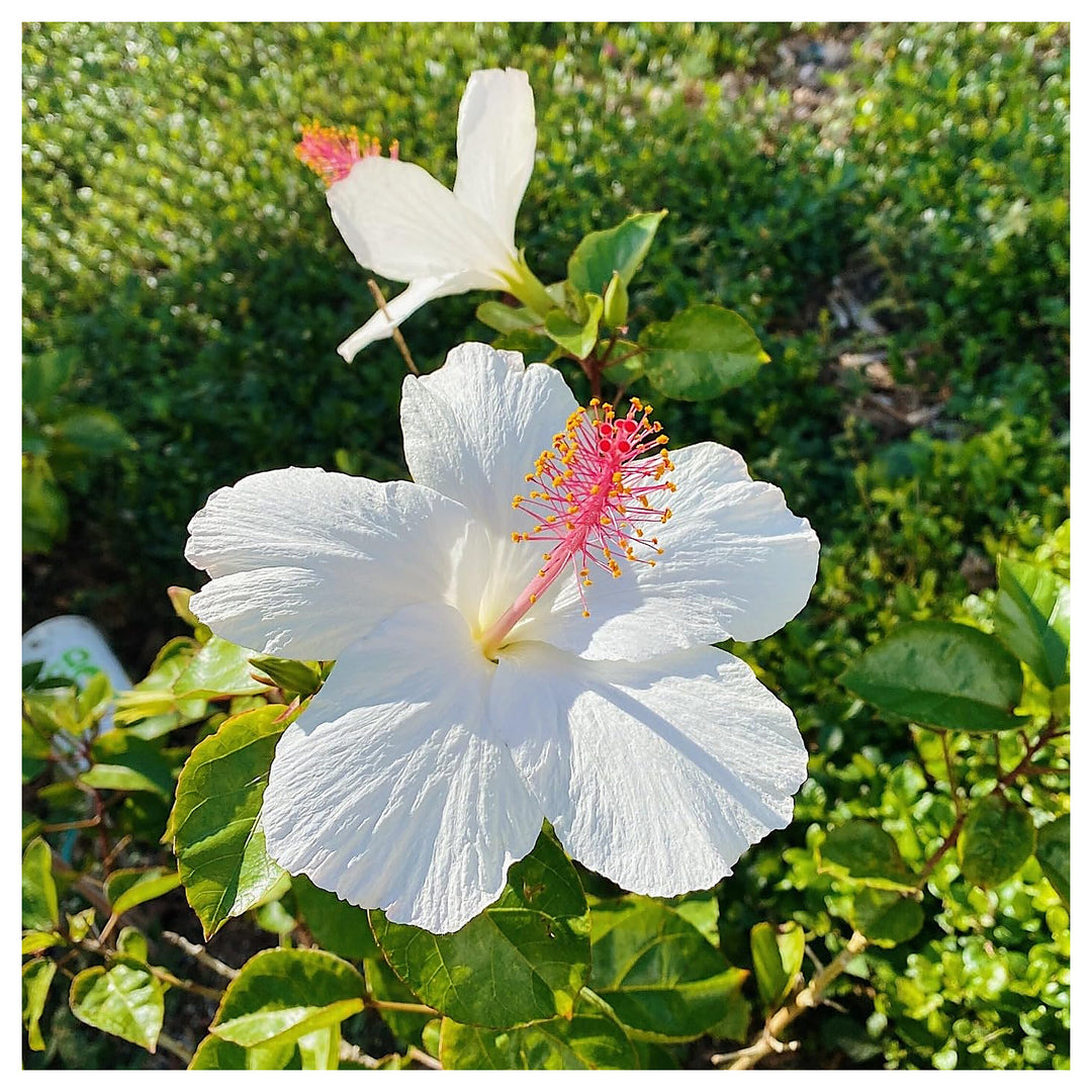 White Hibiscus Heirloom Non-GMO Seeds for Planting – Organic Garden Seeds, High Germination, Vibrant Blooms | Neera Seeds product photo [neera-v4-cbe6997d48e018550bab]