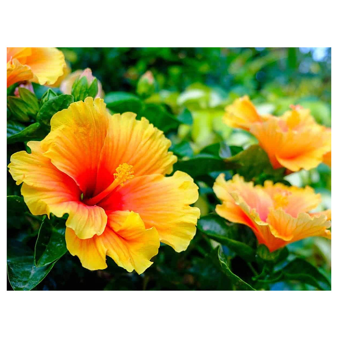 Red & Yellow Sinningia Gloxinia Flower Seeds for Planting – Heirloom, Non-GMO, High Germination Organic Garden Seed | Neera Seeds product photo [neera-v4-cbefbdd6013e02d47d39]
