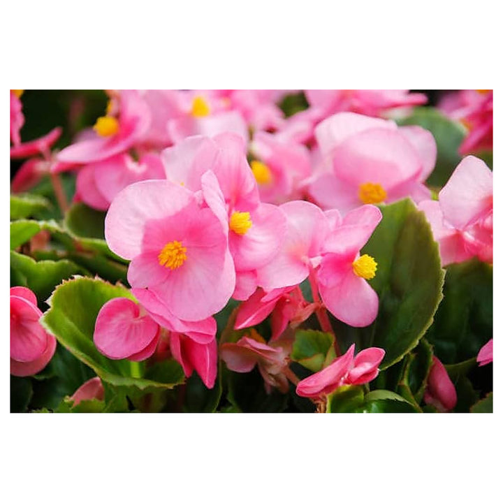 Heirloom Non-GMO Pink Begonia Flower Seeds for Planting – Shade-Loving Ornamental Seeds | Neera Seeds product photo [neera-v4-cc02939ce22318176d60]