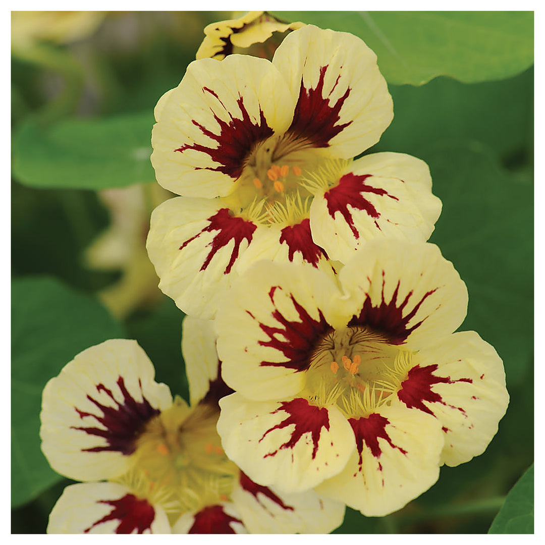Heirloom Non-GMO Cream Pink Nasturtium Flower Seeds for Garden Planting – Edible Decorative Blooms | Neera Seeds product photo [neera-v4-cc06aa07dc3b2edcf422]