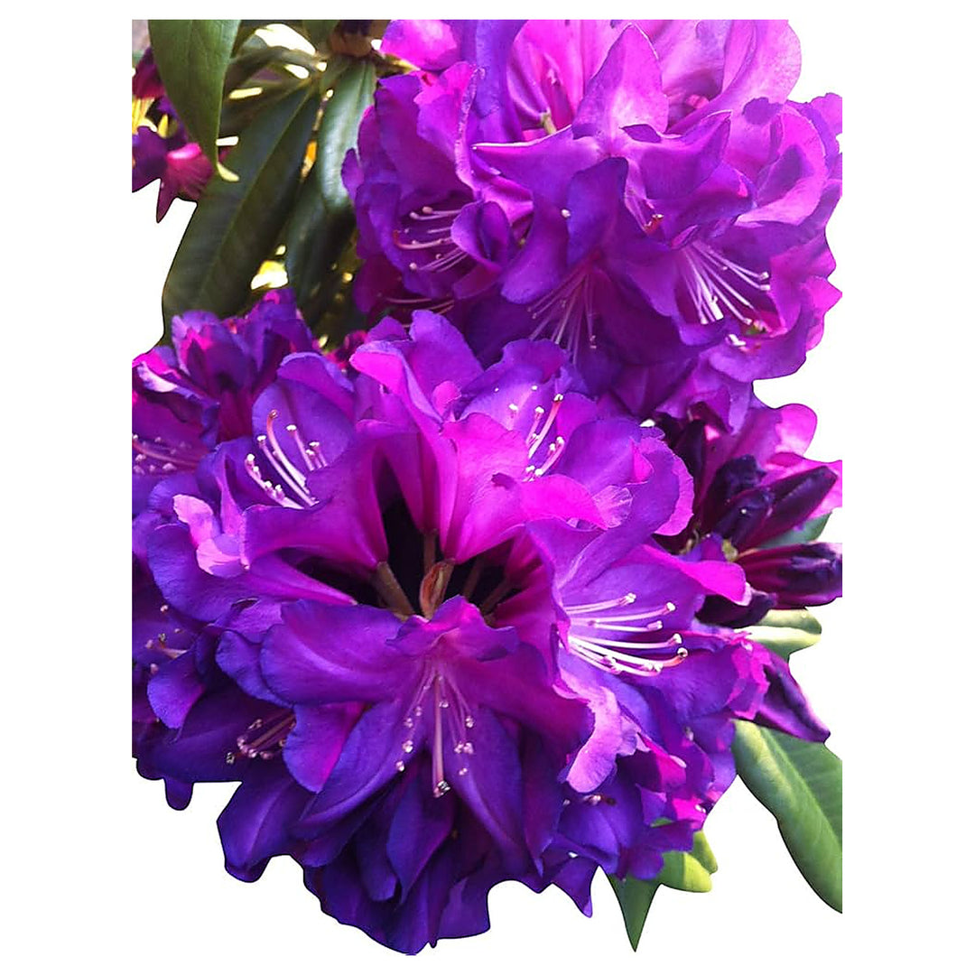 Azalea Rhododendron Flower Sakura Style Japanese Cherry Blossom Look Flower Seeds for Home Garden | Neera Seeds product photo [neera-v4-cc189e61d78e6d310ec1]