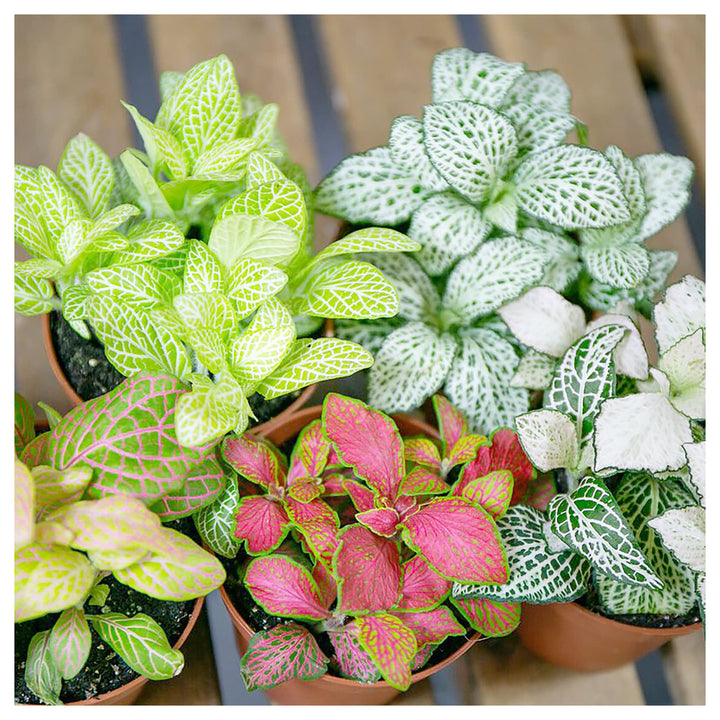Fittonia Albivenis Seeds – Heirloom, Non-GMO White Nerve Plant Seeds for Indoor Planting | Neera Seeds product photo [neera-v4-cc2c91e933c2400816dd]