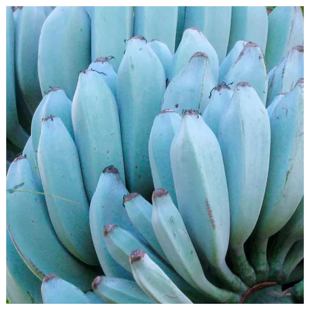 Sky Blue Banana Fruit Seeds – Rare Variety for Stunning Tropical Blooms in Your Garden | Neera Seeds product photo [neera-v4-cc2e02416865854112a8]