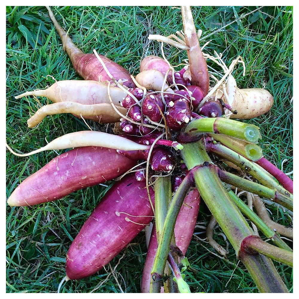 Late Red Yacon Seeds for Planting – Heirloom, Non-GMO, High Germination, Organic Garden Seeds | Neera Seeds product photo [neera-v4-cc2ede4720c13889e45c]