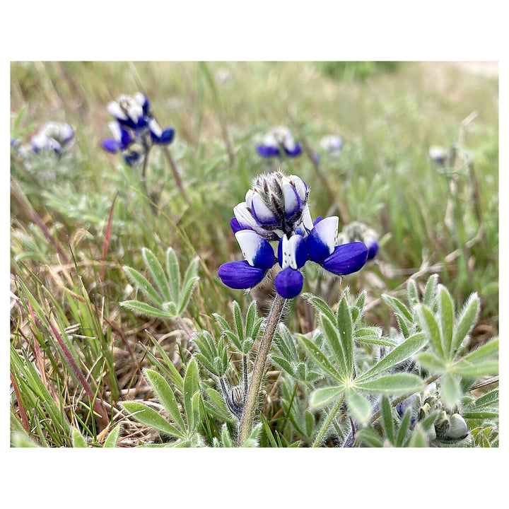 Bicolor Lupine (Lupinus bicolor) Flower Seeds for Planting – Non-GMO, Heirloom Garden Seeds | Neera Seeds product photo [neera-v4-cc3ab03d8b5249676522]