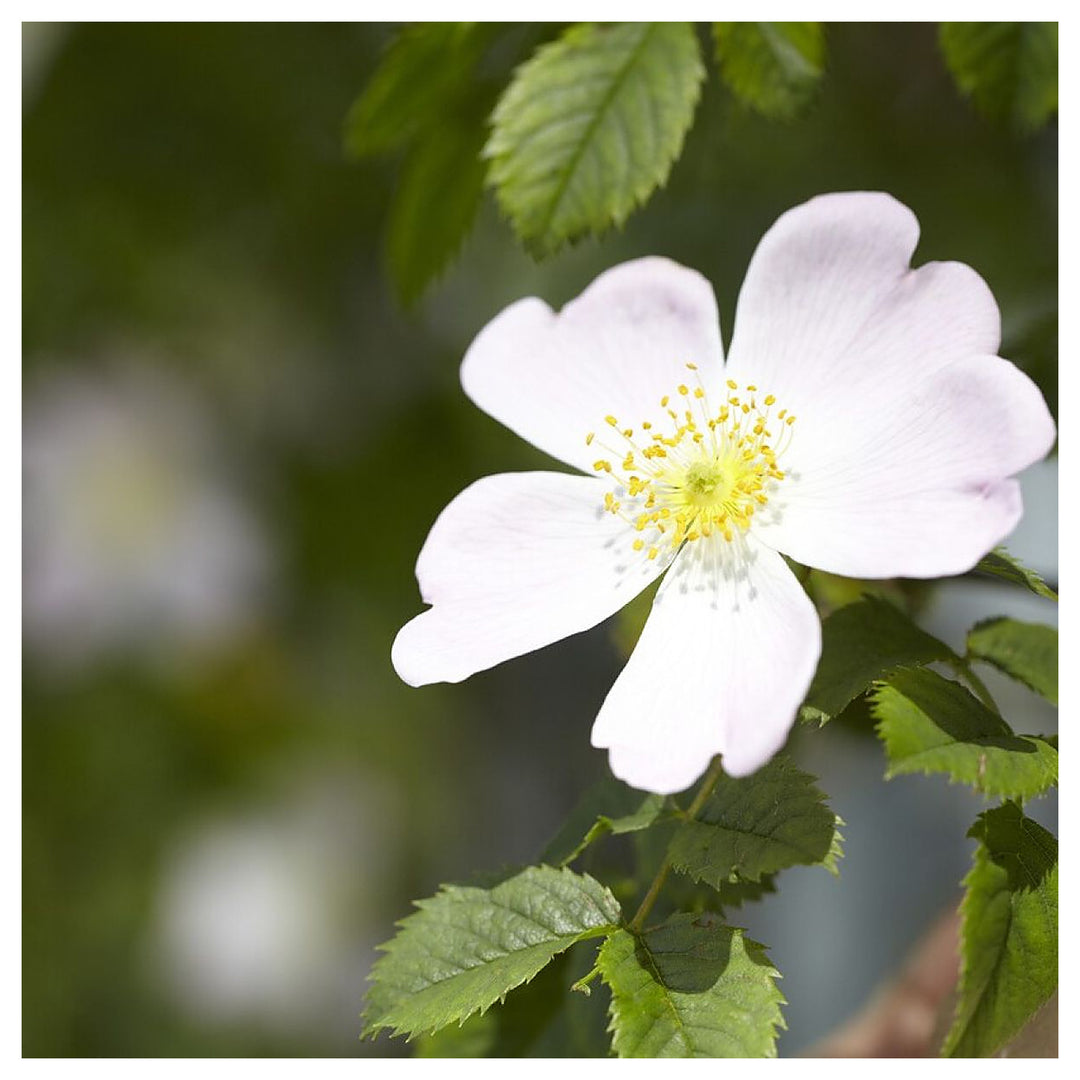 Canina White Flower Seeds for Planting – Organic, Heirloom, Non-GMO Seeds | Neera Seeds product photo [neera-v4-cc423c6730950d89ad0e]