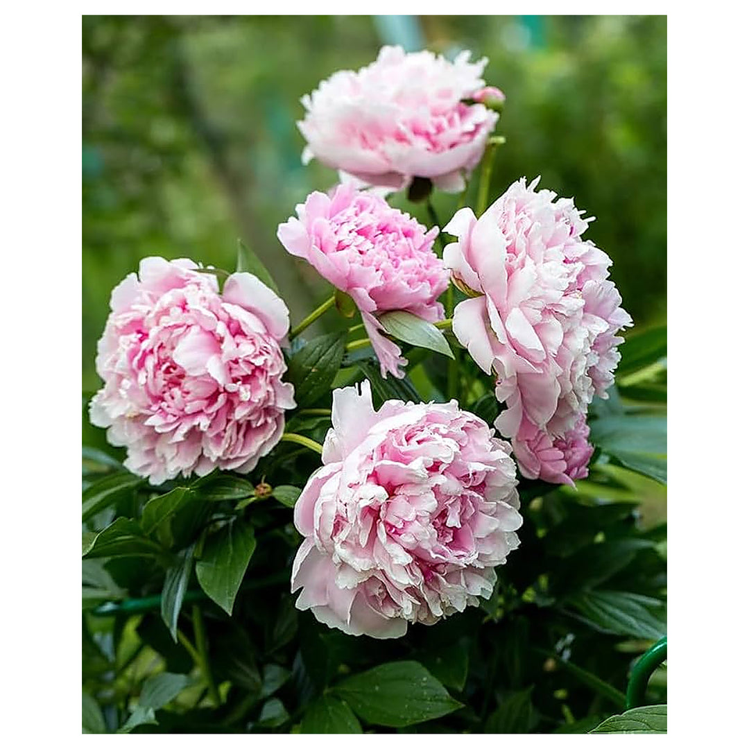 Fernleaf Peony For Planting Paeonia Tenuifolia For Flower Beds And Perennial Gardens Flower Seeds | Neera Seeds product photo [neera-v4-cc42b4c220bedbc3053a]