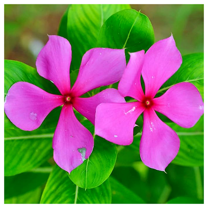 Organic Heirloom Non-GMO Vinca Seeds for Planting – Fresh Vibrant Garden Blooms | Neera Seeds product photo [neera-v4-cc43d0849d9ac9e84924]