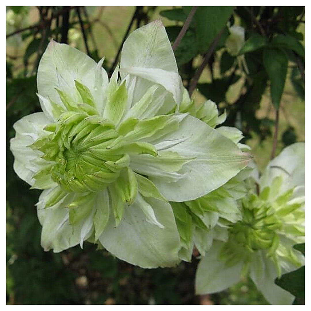 Light Green Clematis Flower Seeds – Heirloom Non-GMO Climbing Blooms for Garden Fences and Arbors | Neera Seeds product photo [neera-v4-cc53d44154bdd0f1f0ec]