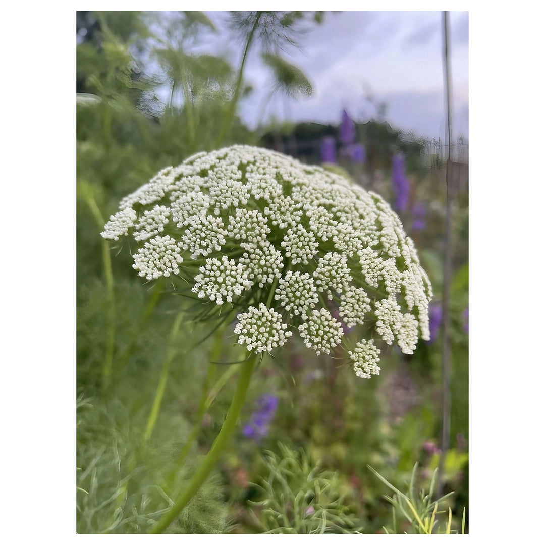 Heirloom Non-GMO Ammi Visnaga Flower Seeds for Planting – Lacy White Medicinal and Ornamental Blooms | Neera Seeds product photo [neera-v4-cc58d9bd5bb07a8139f7]