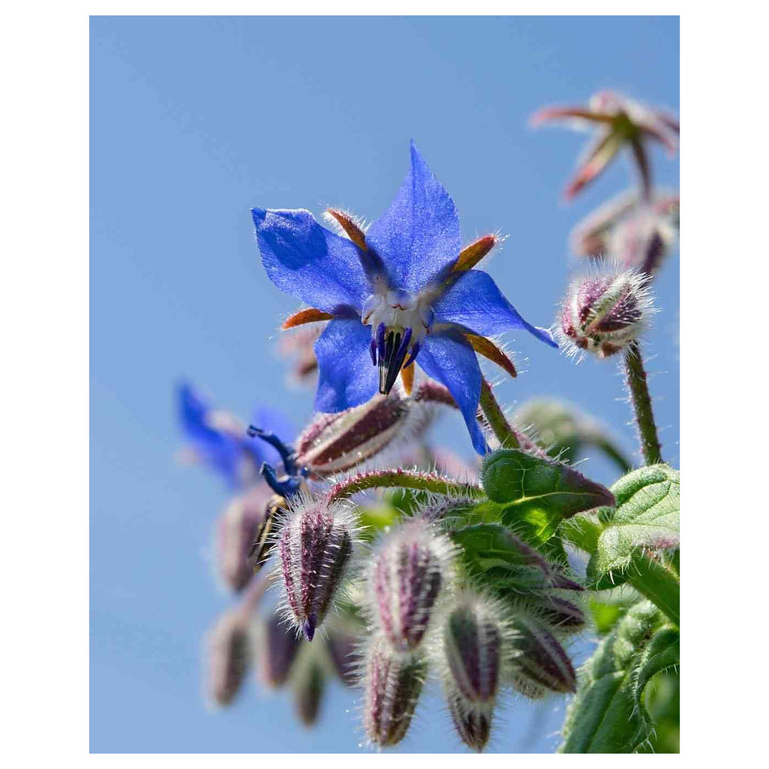 Dark Blue Borago Flower Seeds for Planting – Heirloom, Non-GMO, High Germination, Organic Garden Seeds | Neera Seeds product photo [neera-v4-cc5b0081b59e590950c9]