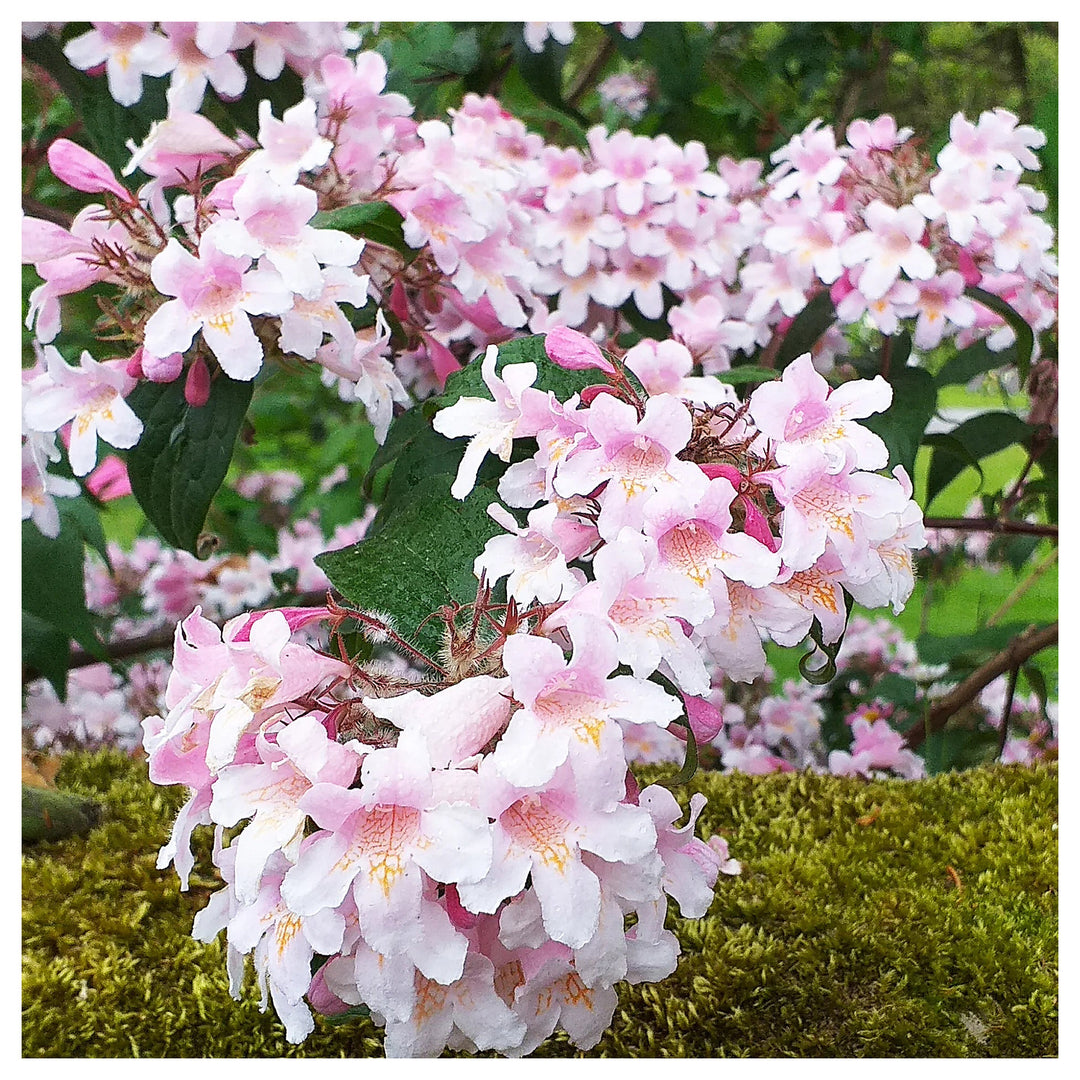 Pink Linnaea Amabilis Flower Seeds for Planting - Heirloom Non-GMO High Germination Organic Garden Seeds | Neera Seeds product photo [neera-v4-cc67f2b66da0da9551e8]