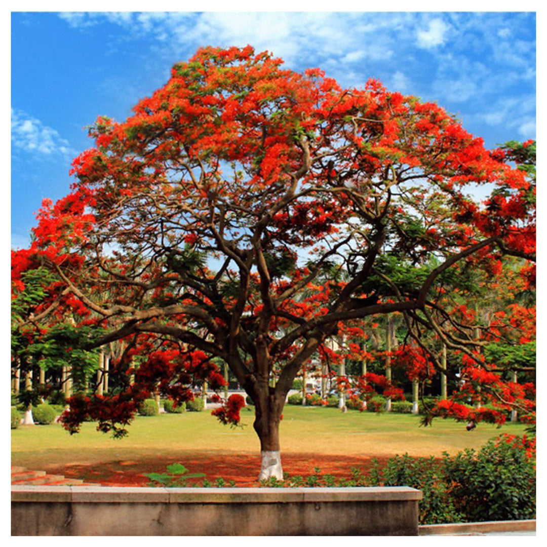 Brachychiton Acerifolius Flower Seeds for Planting – Heirloom, Non-GMO Organic Garden Seeds with High Germination | Neera Seeds product photo [neera-v4-cc74ab26a636ad14b155]