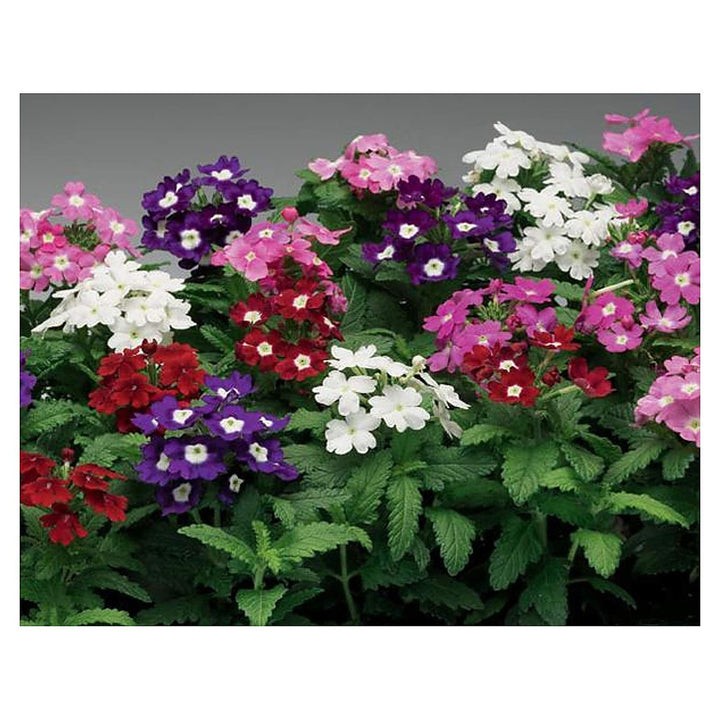 Heirloom Verbena Plant Seeds, Non-GMO Colorful Blooms for Pollinator-Friendly Garden Planting | Neera Seeds product photo [neera-v4-cc806c8a4d3d0c897807]