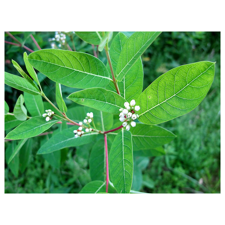 Heirloom Non-GMO Dogbane Plant Seeds for Planting – Hardy Medicinal Plant for Pollinator-Friendly Gardens | Neera Seeds product photo [neera-v4-cc8710f14475c0b6a818]