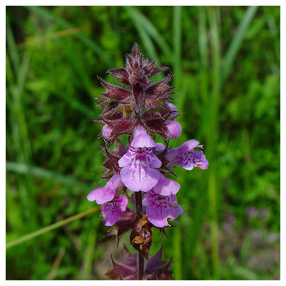 Marsh Woundwort Purple Flower Seeds – Organic, Heirloom, Non-GMO Seeds for Planting | Neera Seeds product photo [neera-v4-cc953dfd9148588207f7]