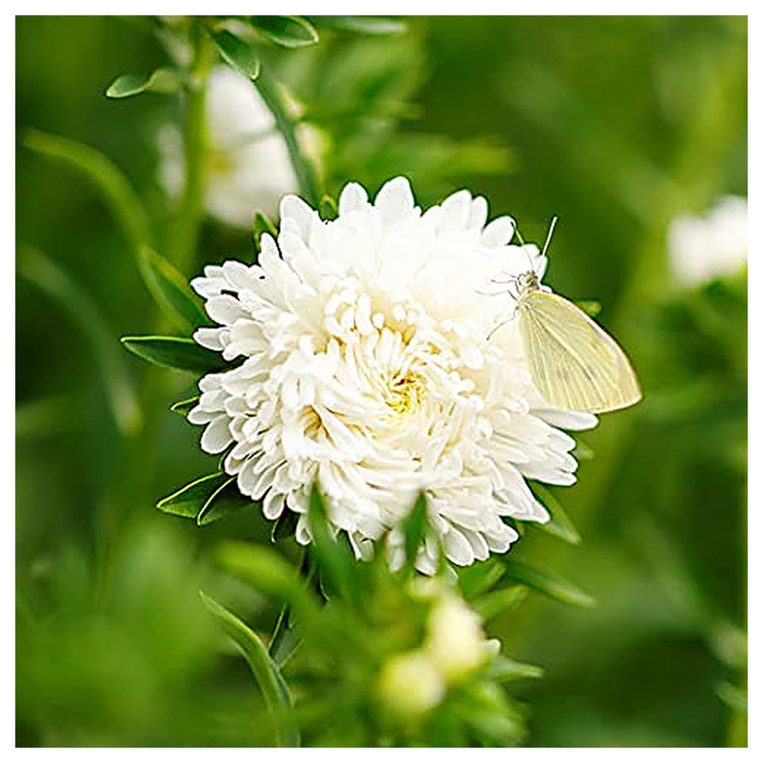Heirloom Non-GMO Duchess Paeony Aster Flower Seeds for Planting – Full Double Blooms for Garden Displays | Neera Seeds product photo [neera-v4-cc9f152e25f985c478bd]