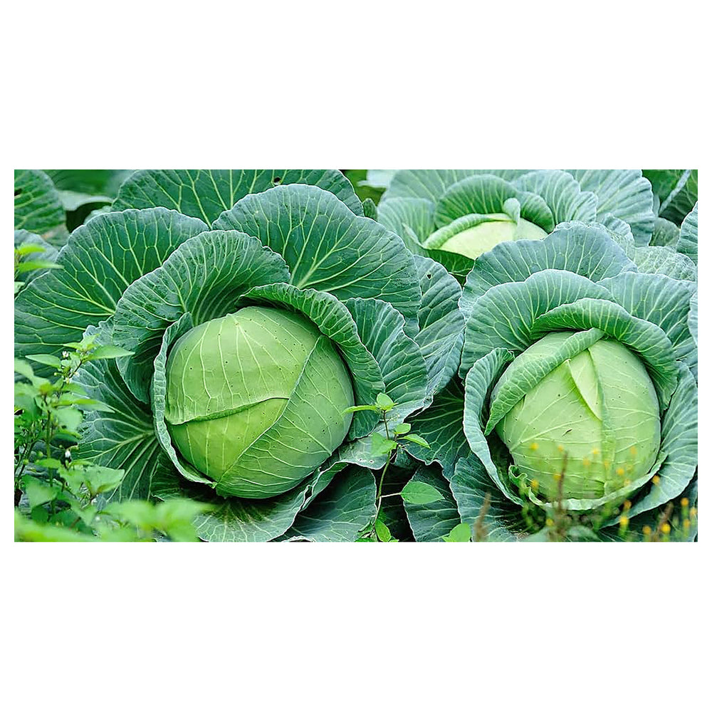 Cabbage TEMP Flat Hybrid Seeds – High-Yield, Non-GMO Flat Head Seeds for Planting in Temperate & Transitional Clima | Neera Seeds product photo [neera-v4-cca18e9da6eb29e46f9a]