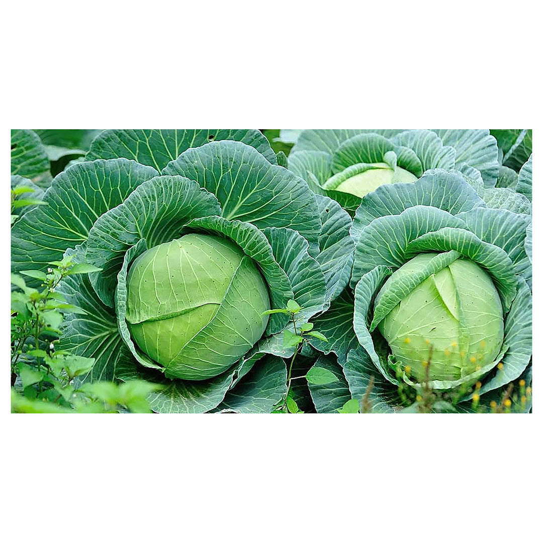 Cabbage TEMP Flat Hybrid Seeds – High-Yield, Non-GMO Flat Head Seeds for Planting in Temperate &amp; Transitional Clima | Neera Seeds product photo [neera-v4-cca18e9da6eb29e46f9a]