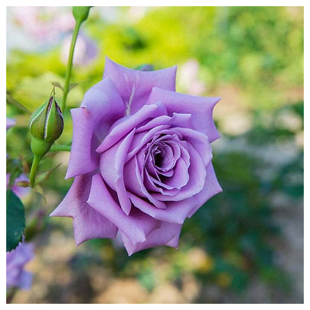 Heirloom Non-GMO Lavender Rose Flower Seeds for Planting – Organic Garden Seeds with High Germination | Neera Seeds product photo [neera-v4-cca6112aa808a99eb313]