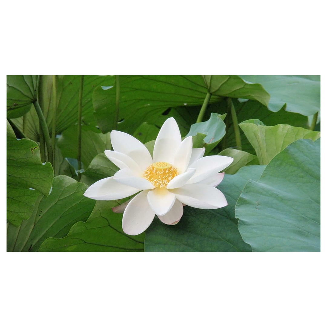 White Sacred Lotus Seeds (Nelumbo Nucifera) for Planting – Heirloom, Non-GMO Aquatic Flower Seeds | Neera Seeds product photo [neera-v4-cca627181f4b8f4a50f1]