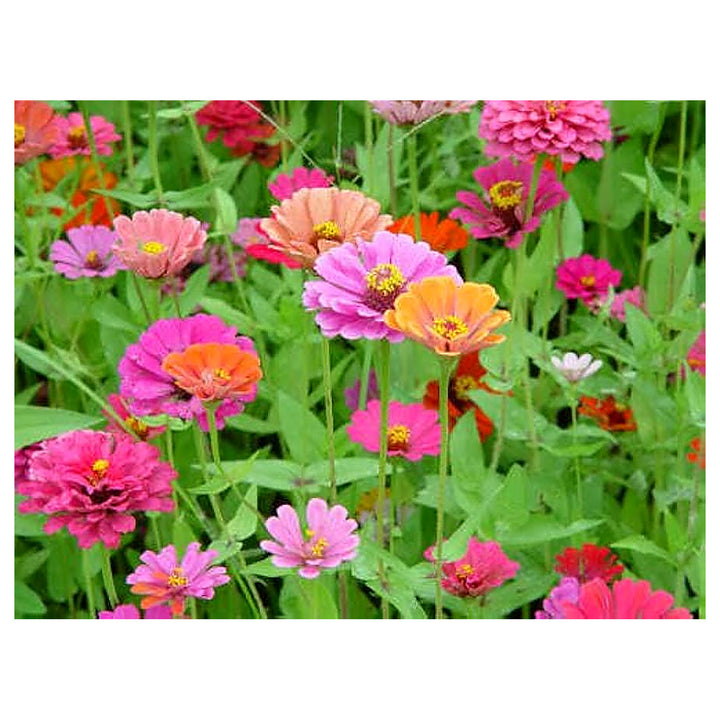 Single Petal Zinnia Mix Flower Seeds for Planting – Vibrant, Non-GMO Garden Flowers | Neera Seeds product photo [neera-v4-cca802e708bda3548792]