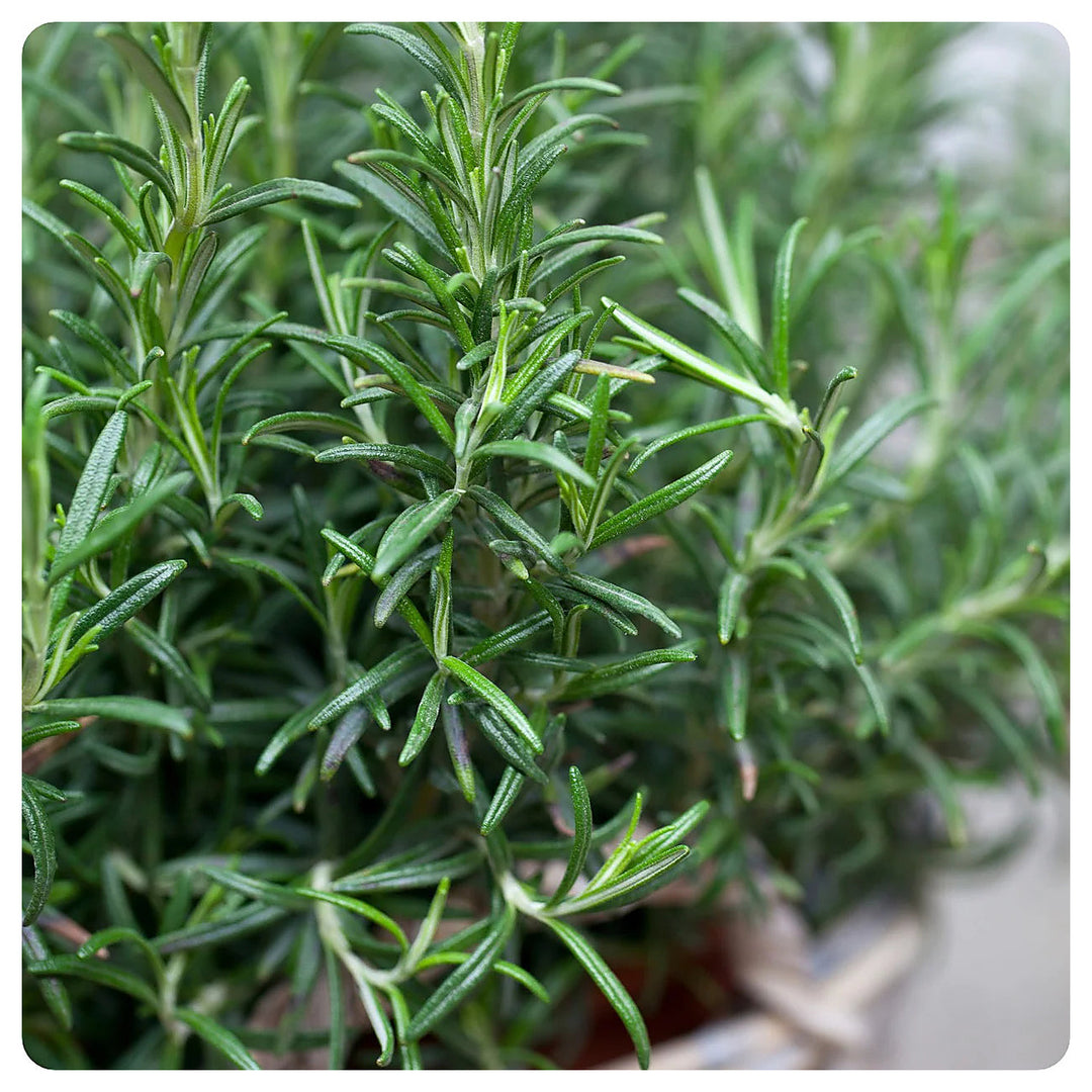 Aromatic Herb Rosemary Heirloom Non-GMO Seeds for Planting | Neera Seeds product photo [neera-v4-ccb11cac9ebe13a9e5d9]