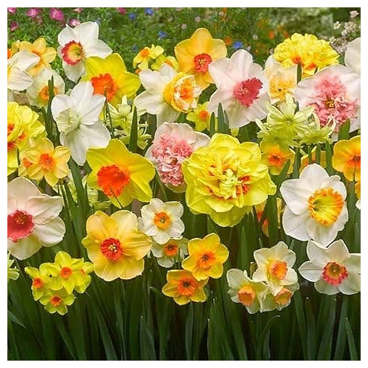 Mixed Daffodil Narcissus Flower Seeds for Planting – Heirloom, Non-GMO, Vibrant Blooms | Neera Seeds product photo [neera-v4-ccdc8667a72fafa7e459]