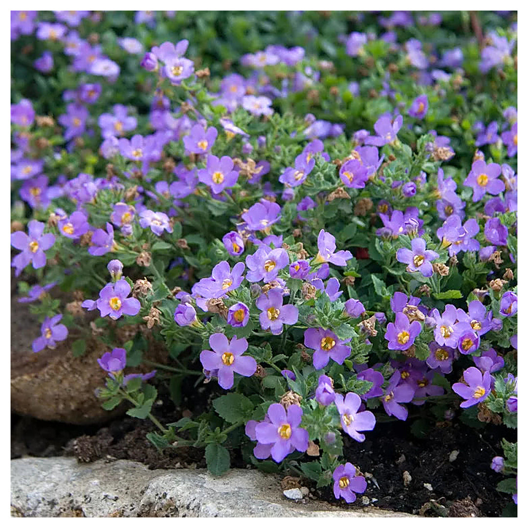 Organic Heirloom Non-GMO Purple Bacopa Blutopia Seeds for Planting – Trailing Blooms | Neera Seeds product photo [neera-v4-cce0a0bd7330f81588a6]