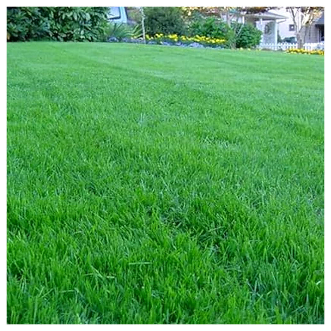 Broomsedge Grass Home Garden Flower Seeds for Home Garden Planting, Ornamental Organic Blooming | Neera Seeds product photo [neera-v4-ccf269094551abc87012]