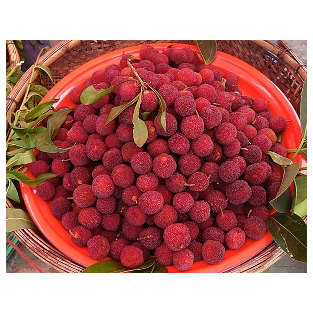Myrica Rubra Chinese Bayberry Fruit Seeds for Planting – Beautiful & Fragrant Fruit Trees, Heirloom & Non-GMO Seeds | Neera Seeds product photo [neera-v4-ccfd3ea1fd9c79f45cef]