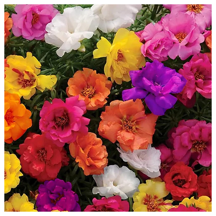 Portulaca Flower Seeds – Heirloom Non-GMO Sun-Loving Blooms for Colorful Garden Planting | Neera Seeds product photo [neera-v4-cd0475166a3af549e6b8]