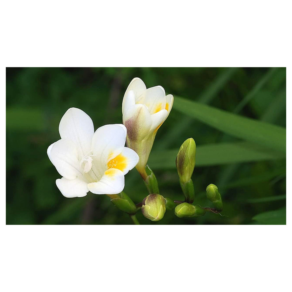 Heirloom Non-GMO Cream Freesia Flower Seeds for Planting – Fragrant Spring Garden Blooms | Neera Seeds product photo [neera-v4-cd15a102051d33f28b4d]