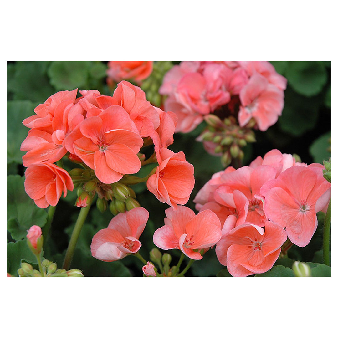 Pink Geranium Apple Blossom Dark Fresh Flower Planting Flower Seeds Home Garden Planting, | Neera Seeds product photo [neera-v4-cd18162d5b177e057297]