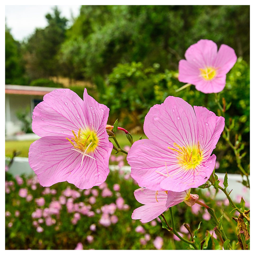 Heirloom Oenothera Subsp Drummondii Beach Primrose Large Sea Coast Garden Flowers Flower Seeds | Neera Seeds product photo [neera-v4-cd298c66b411de0c3947]