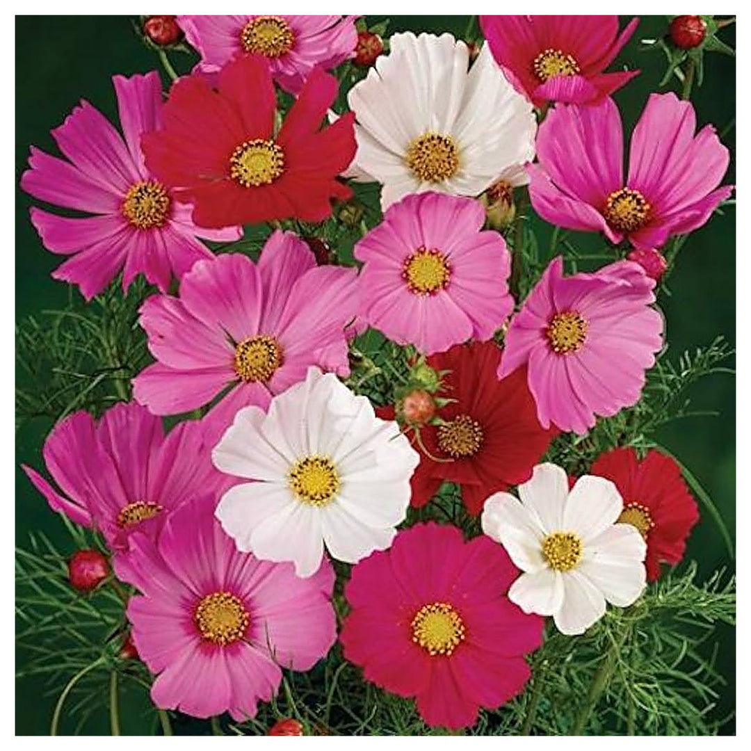 Cosmo Sensation Flower Mix Non Gmo Heirloom Fresh Garden Planting Flower Seeds Home Garden | Neera Seeds product photo [neera-v4-cd3ee9accbe476eb2128]