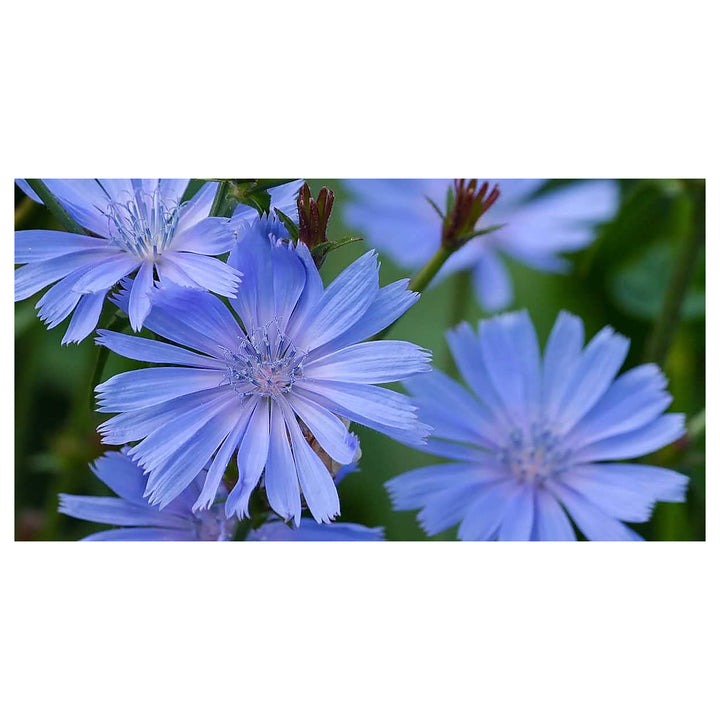 Heirloom Cichorium Intybus Flower Seeds for Garden Planting, Non-GMO, Chicory Blooms for Pollinators | Neera Seeds product photo [neera-v4-cd4224fa73c4baebff16]