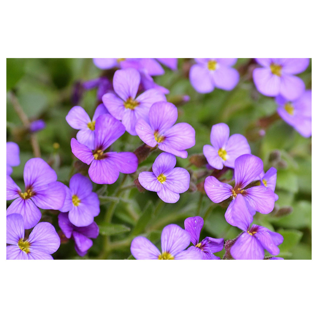 Aubrieta Flower Seeds for Planting – 100 pcs, Heirloom, Non-GMO, High Germination Garden Blooms | Neera Seeds product photo [neera-v4-cd47c29d53c33f26beed]