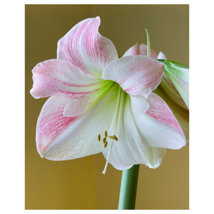 Heirloom Non-GMO Light Pink Hippeastrum Flower Seeds for Garden Planting – Elegant Amaryllis Variety | Neera Seeds product photo [neera-v4-cd4cbaa4fb41819a09de]