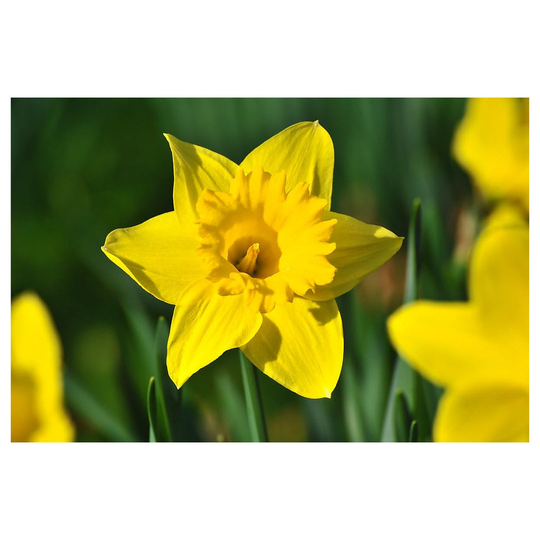 Narzisse Flower Seeds for Planting – Bright Spring Blooms for Gardens & Pots | Neera Seeds product photo [neera-v4-cd4d60c2b628930165a1]