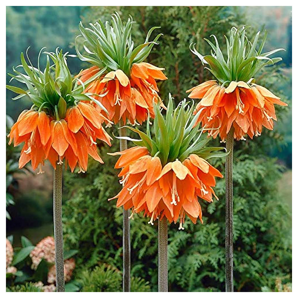 Heirloom Non-GMO Fritillaria Imperialis Flower Seeds for Planting – Tall Exotic Spring Garden Blooms | Neera Seeds product photo [neera-v4-cd67fdaed93520515804]