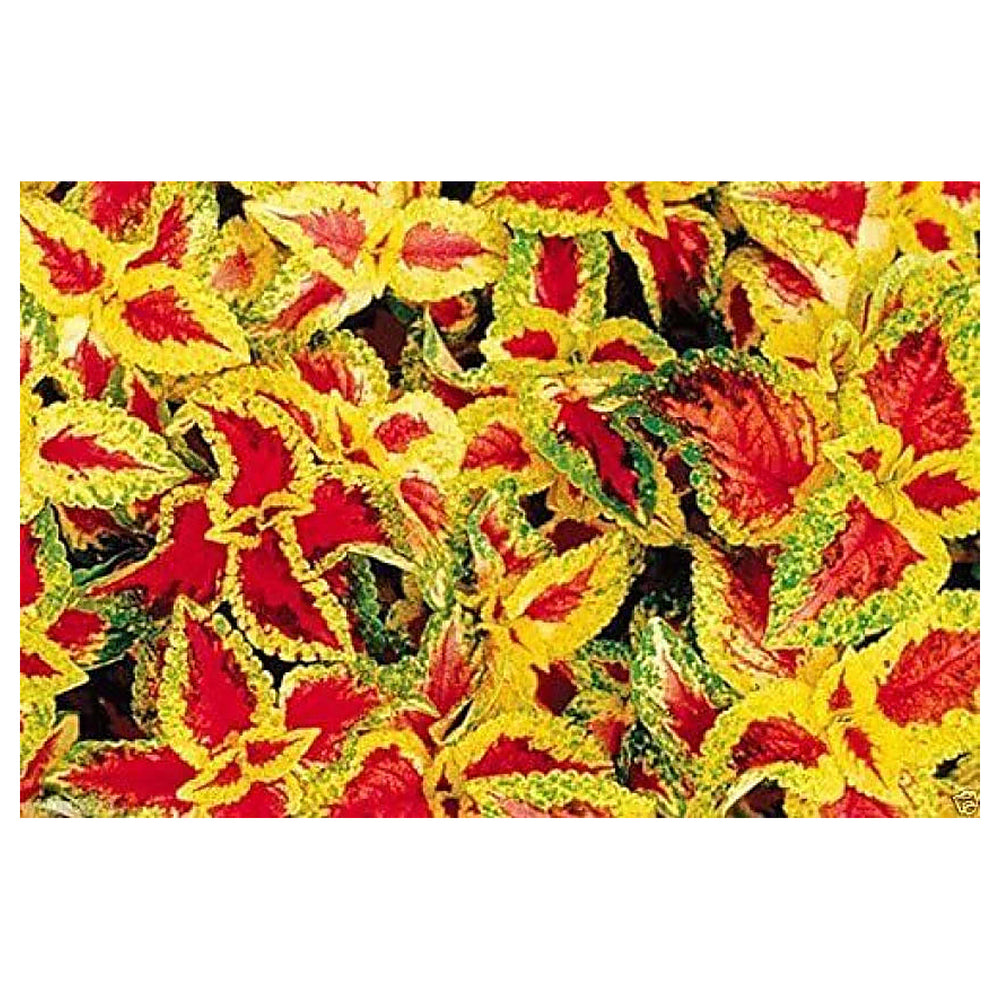 Heirloom Non-GMO Yellow Red Coleus Plant Seeds for Planting – Vibrant Foliage for Shaded Garden Borders | Neera Seeds product photo [neera-v4-cd6e0fcdeb7ce5a40d53]